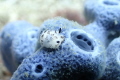   Nudibrach Anilao Philippines  